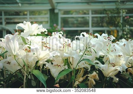 Blooming White Lily Growing In Flower Garden