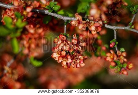 Nature Floral Background. Flowering Quince. Flowers Of Japanese Pear. Live Wall Of Flowers In A Spri