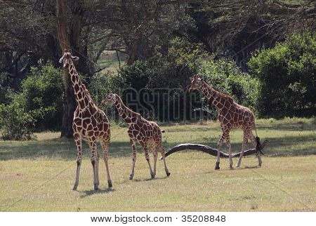 three giraffes