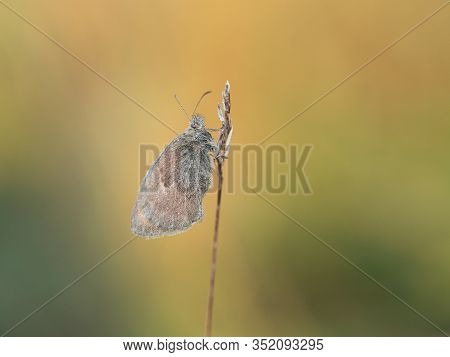 Small Heath (coenonympha Pamphilus) Butterfly Resting In Early Morning On Sunny Summer Day