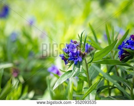 Lithospermum Purpurocaeruleum (purple Gromwell) Herbaceous Plant Blooming With Blue Flowers On Green