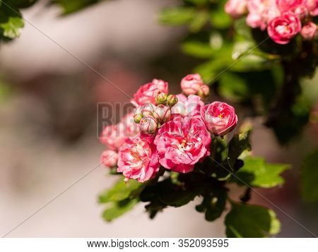 Crataegus Laevigata Tree (paul's Scarlet) Blooming In Spring