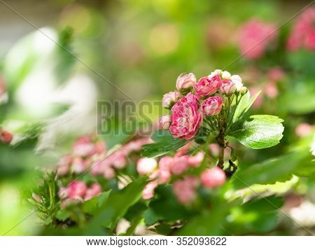 Crataegus Laevigata Tree (paul's Scarlet) Blooming In Spring Background