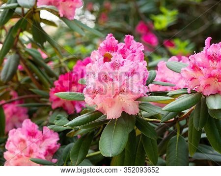 Pink Flowers Of Rhododendron Bush - Azalea,  Blooming In Spring Garden