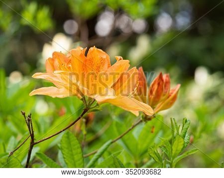Orange Flowers Of Rhododendron Bush - Azalea,  Blooming In Spring Garden