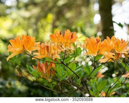 Orange Flowers Of Rhododendron Bush - Azalea,  Blooming In Spring Garden