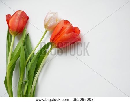 Bouquet Of Tulips With Isolated On White Background. Top View. Copy Space