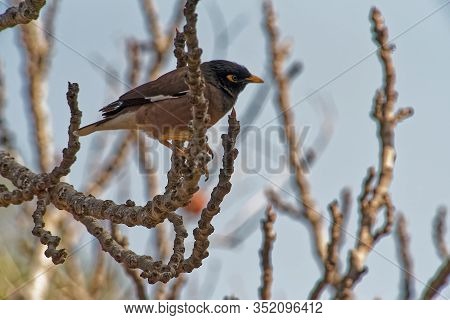 Little Bird Perched On A Branch Tree Branch On A Bright Sunny Day.