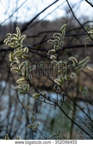 Brugg, Aare, Landschaft, Pussy Willow Flower On Tree With  Light Sky. Easter; Background; Beautiful;