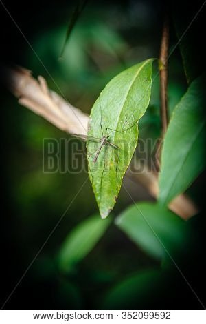 Crane Fly Family Tipulidae, Of The Order Diptera On The Green Leaf In Spring Warm Park