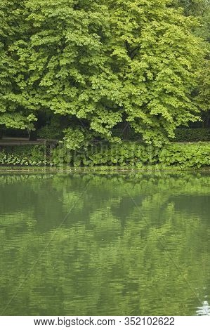 Beautiful Calm Spring Landscape With Trees And Pond Forming A Green Background