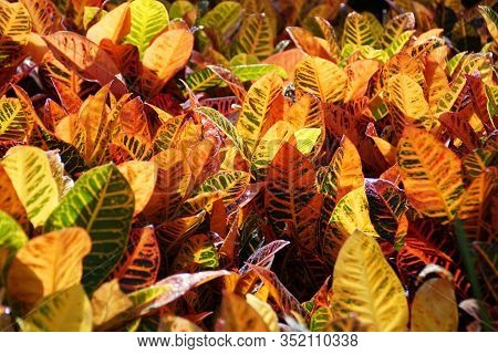 Multi-color Croton Nervia Plant, A Beautiful Tropical Houseplant