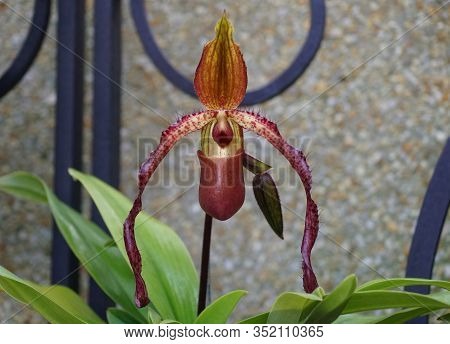 A Dark Red Phragmipedium, A Long-bearded Orchid Species