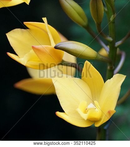 Beautiful And Tiny Yellow Orchids Of Iwanagara Appleblossom 'golden Elf'
