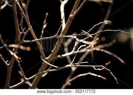 Fresh Pruned Twig With Bud Before Chemical Protection. Farmer In Protective Clothing And Gas Mask Sp