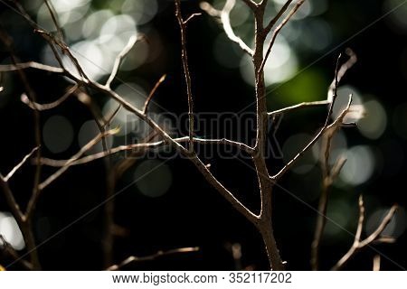 Fresh Pruned Twig With Bud Before Chemical Protection. Farmer In Protective Clothing And Gas Mask Sp