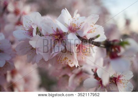 Almond Blossom At Sunset - Pink And White