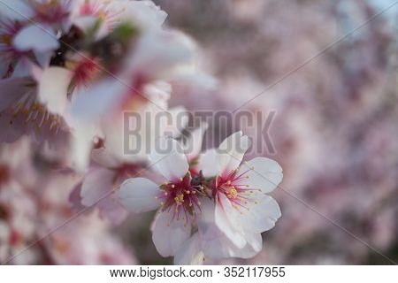 Almond Blossom At Sunset - Pink And White