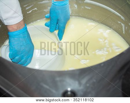 Technologist Knead The Curd In The Workplace. Dairy Industry. The Production Of Cottage Cheese. Part