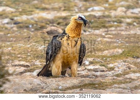 Bearded Vulture (gypaetus Barbatus), Also Known As The Lammergeier (or Lammergeyer) Or Ossifrage, Is
