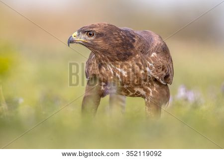 Common European Buzzard (buteo Buteo) Raptor Bird Perched Grassy Yard And Looking At Camera In Spani