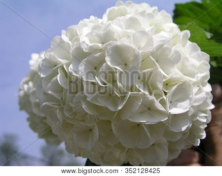 Viburnum Opulus Roseum, Guelder-rose Or Guelder Rose, Water Elder, Cramp Bark, Snowball Tree And Eur