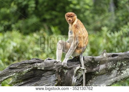 Wild Proboscis Monkey Or Nasalis Larvatus, In Rainforest Of Borneo, Malaysia
