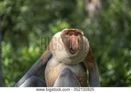 Wild Proboscis Monkey Or Nasalis Larvatus, In Rainforest Of Borneo, Malaysia