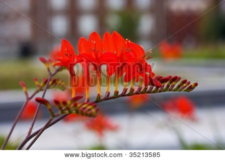 rød blomst