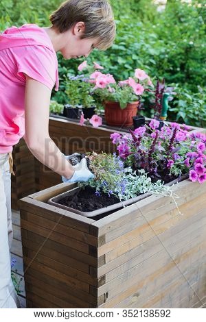 Young Asian Woman Gardener Planting Flowers In Wooden Container Pot Outside, Outdoors Planting Lands