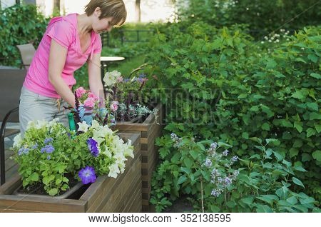 Young Caucasian Woman Gardener Planting Flowers In Wooden Container Pot Outside, Outdoors Planting L