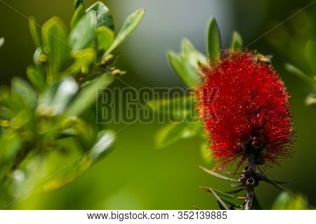 Beautiful Red Flower Of Callistemon Lanceolatus With Green Leaves Over A Green Background. Postcard.