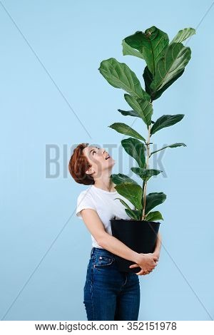 Amased Woman Holding Giant Ficus And Looking Up At It