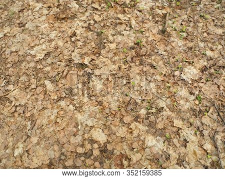 In The Forest, Young Green Plants Make Their Way Through Last Year’s Leaves