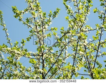 Cherry Branch With White Small Flowers On Blue Sky