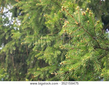 Young Spruce Trees In Spring Forest On Woodland Background