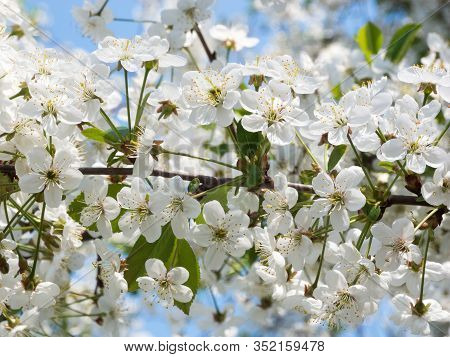 Cherry Branch With White Small Flowers On Blue Sky