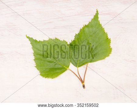 Three Green Birch Leaves On A White Brown Wooden Background