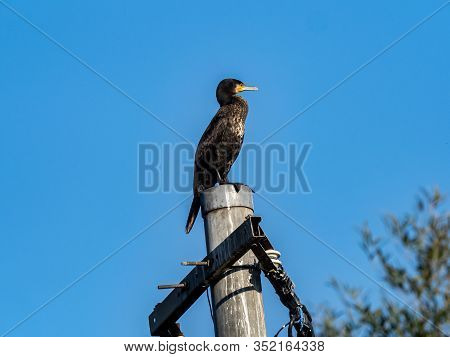A Black Japanese Cormorant, Phalacrocorax Capillatus, Perched On Top Of A Utility Pole Under A Blue 