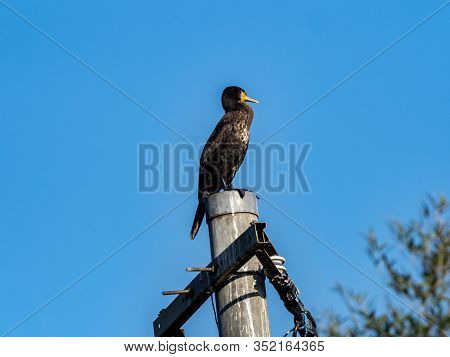 A Black Japanese Cormorant, Phalacrocorax Capillatus, Perched On Top Of A Utility Pole Under A Blue 