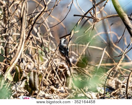 A Cute, Colorful Daurian Redstart, Phoenicurus Auroreus, Perches On A Small Branch In The Brush Besi