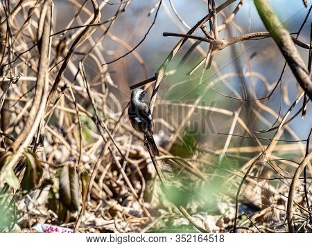 A Cute, Colorful Daurian Redstart, Phoenicurus Auroreus, Perches On A Small Branch In The Brush Besi