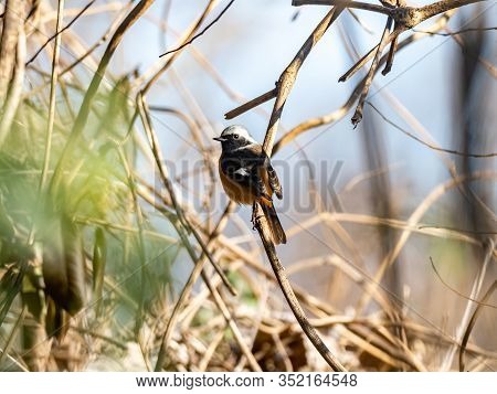 A Cute, Colorful Daurian Redstart, Phoenicurus Auroreus, Perches On A Small Branch In The Brush Besi