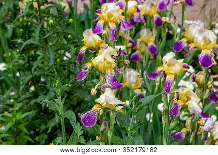 Bright Purple, White, Blue And Violet Blooming Iris Xiphium (bulbous Iris, Sibirica) On Green Leaves