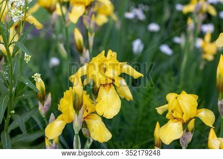 Light Yellow Blooming Irises Xiphium (bulbous Iris, Sibirica) On Green Leaves Ang Grass Background I