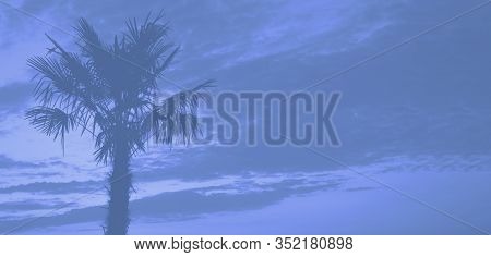 Solhouette Of One High Palm Tree Against The Cloudy Sky Colored Blue. Main Color Trend Of The Year 2