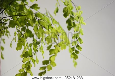 Green Vegetation On A White Background. Branchy Plant With Thin Branches. Home Flower With Small Gre