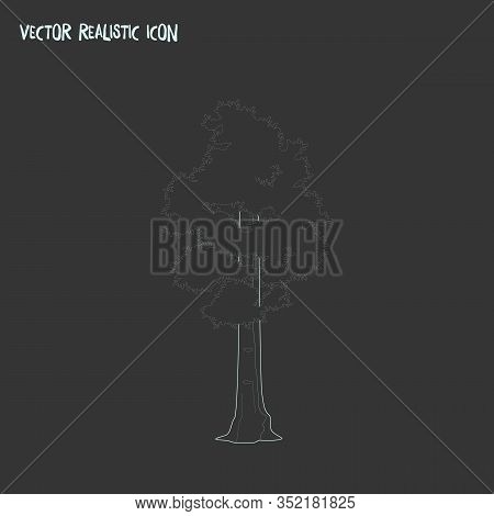 Sequoia Icon Line Element. Vector Illustration Of Sequoia Icon Line Isolated On Clean Background For