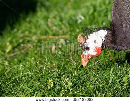 Helmeted Guineafowl (numida Meleagris) Bird Feeding On Green Grass In Park