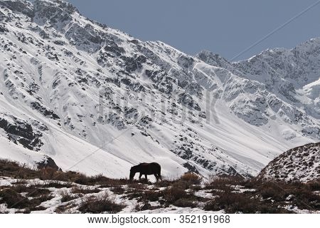 Natural Monument El Morado, Central Andes Of Chile. A Snowy Rocky Mountain
